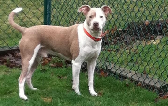 Kozy Kennels - Joliet, IL