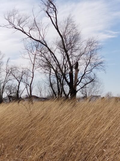 Rock Run Preserve - Paul V. Nichols Access - Joliet, IL