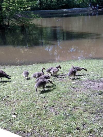 Lincoln Memorial Picnic Grounds - Jonesboro, IL