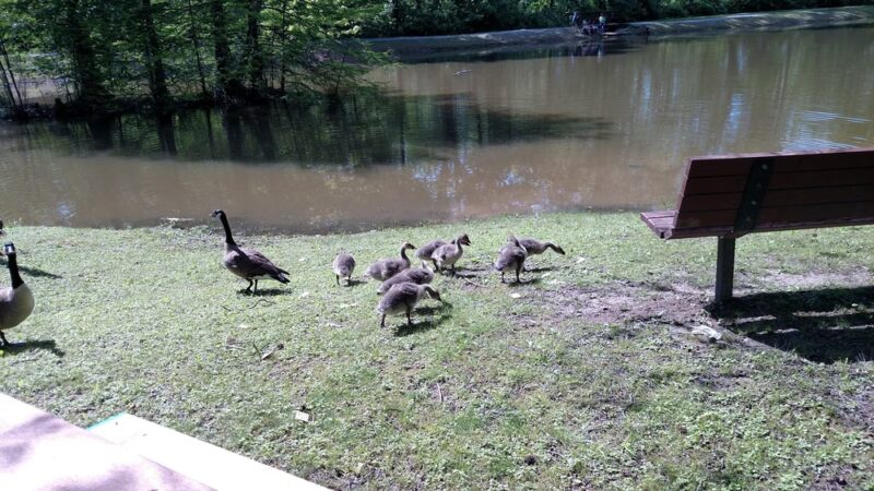 Lincoln Memorial Picnic Grounds - Jonesboro, IL