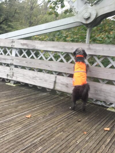 Trout Run Trailhead parking - Jonestown, PA