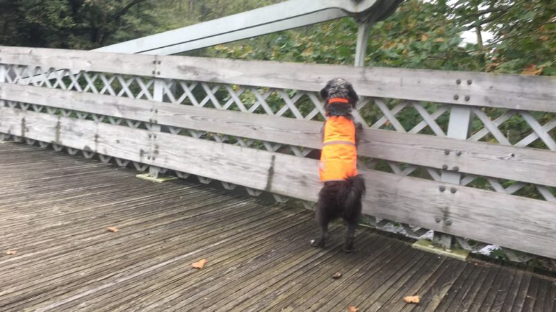 Trout Run Trailhead parking - Jonestown, PA