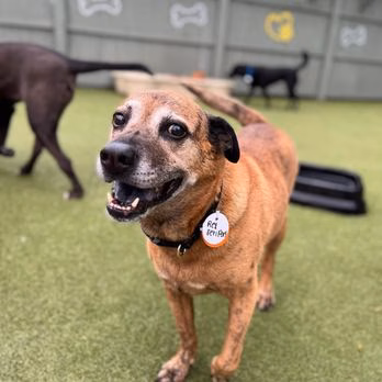 Best Friends Fur Ever - Joppatowne, MD