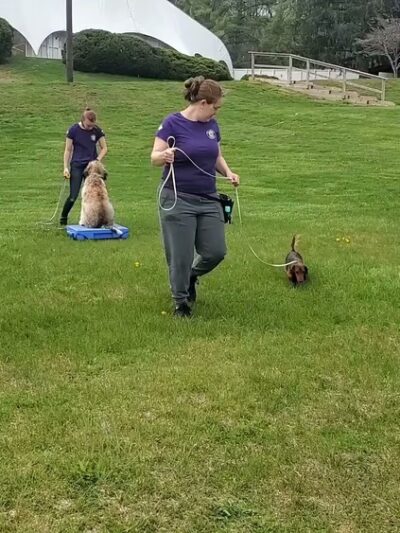 Best Friends Fur Ever - Joppatowne, MD