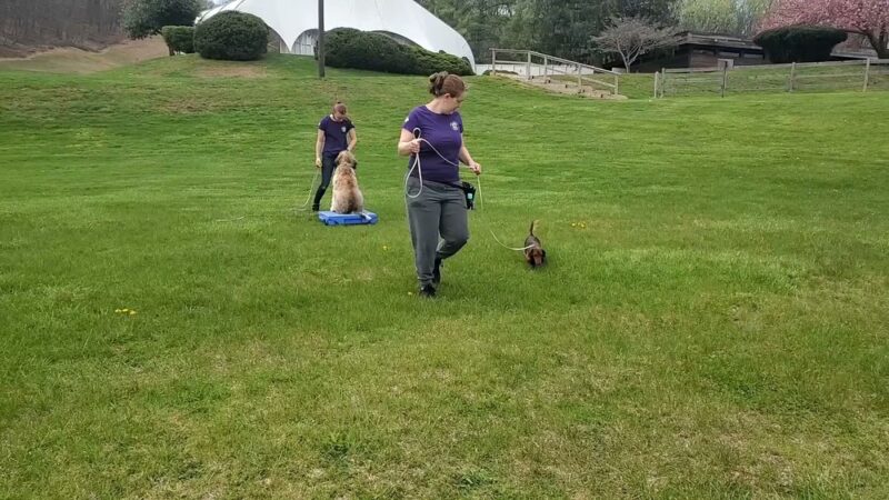 Best Friends Fur Ever - Joppatowne, MD