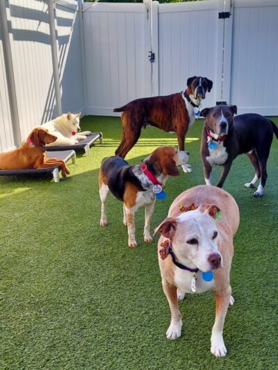 Best Friends Fur Ever - Joppatowne, MD