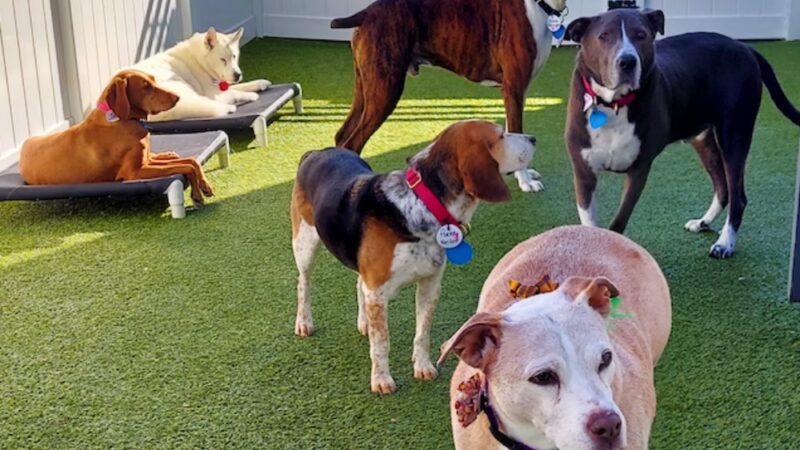 Best Friends Fur Ever - Joppatowne, MD