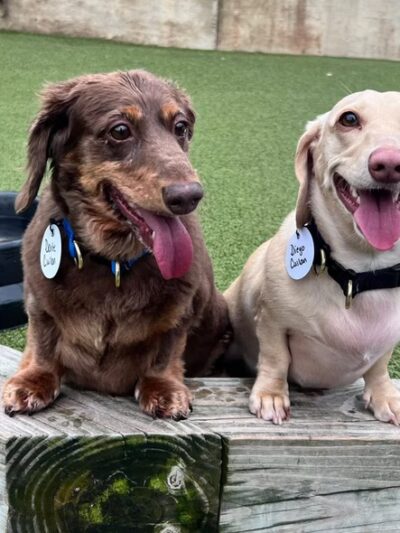 Best Friends Fur Ever - Joppatowne, MD