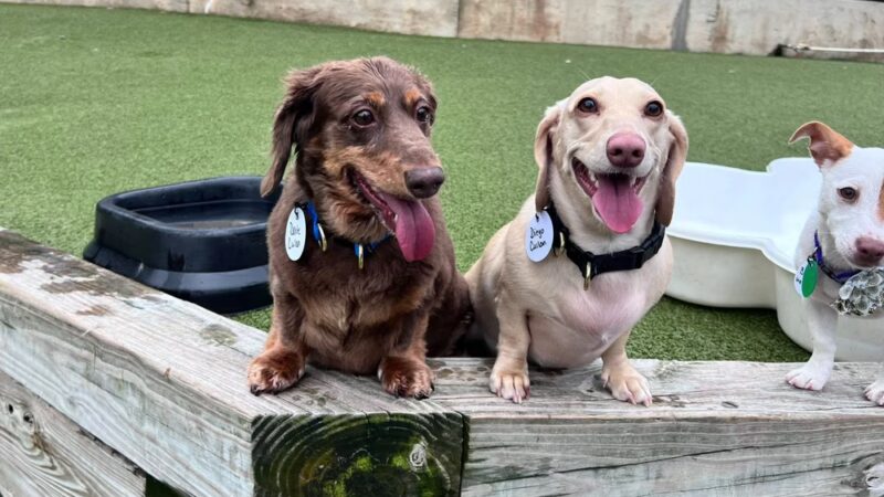 Best Friends Fur Ever - Joppatowne, MD