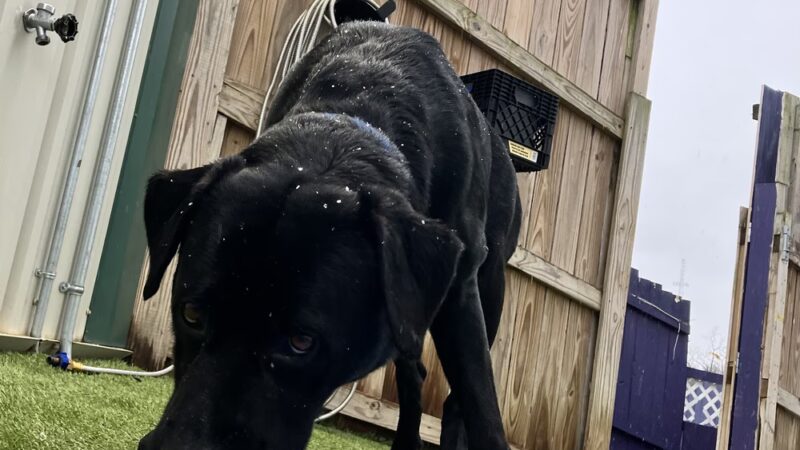 Best Friends Fur Ever - Joppatowne, MD