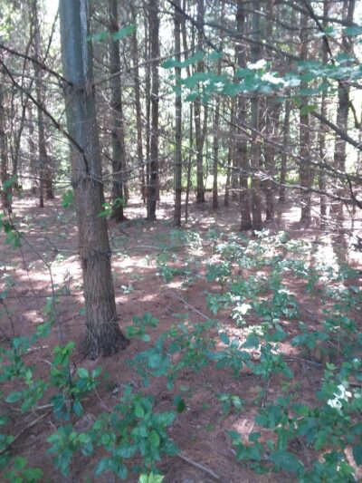 Junction City Village Park - Junction City, WI