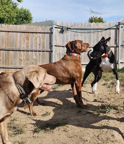 Happy Tails Hangout L.L.C. - Juneau, WI