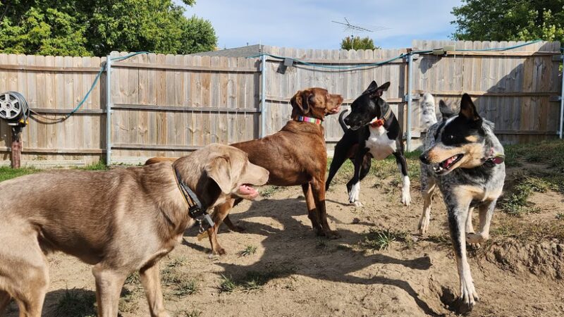 Happy Tails Hangout L.L.C. - Juneau, WI