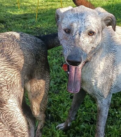 Happy Tails Hangout L.L.C. - Juneau, WI