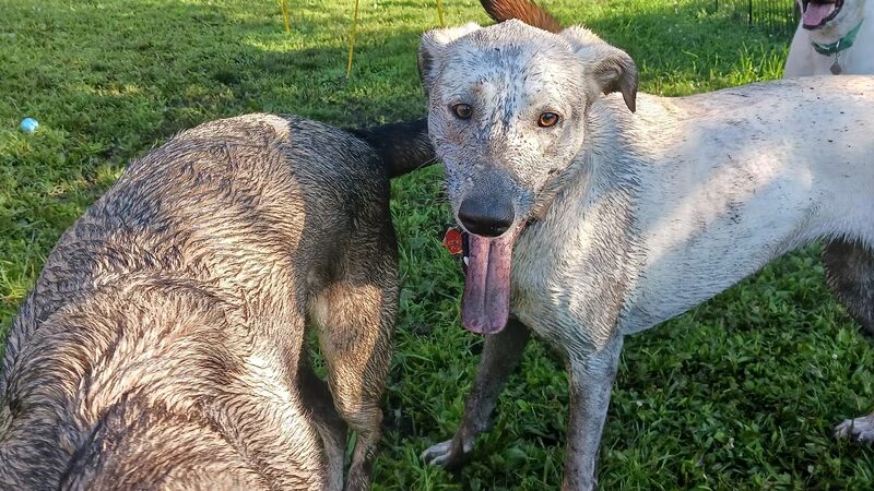 Happy Tails Hangout L.L.C. - Juneau, WI