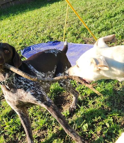 Happy Tails Hangout L.L.C. - Juneau, WI