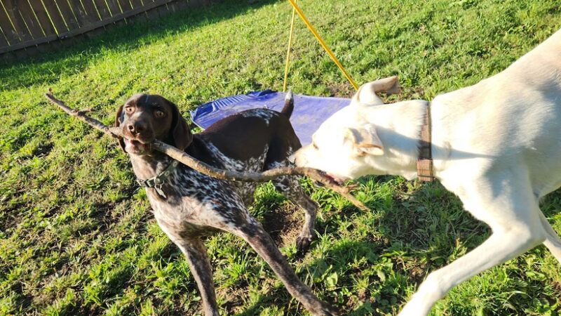 Happy Tails Hangout L.L.C. - Juneau, WI