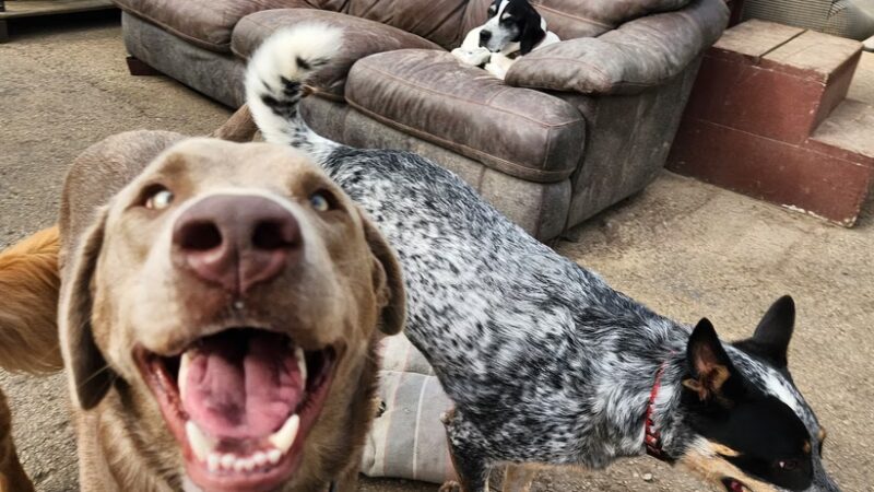 Happy Tails Hangout L.L.C. - Juneau, WI