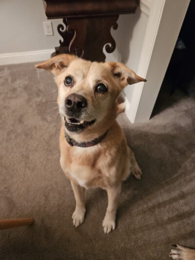 K9 Cookies Delco - ,