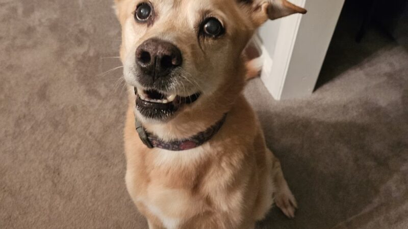 K9 Cookies Delco - ,