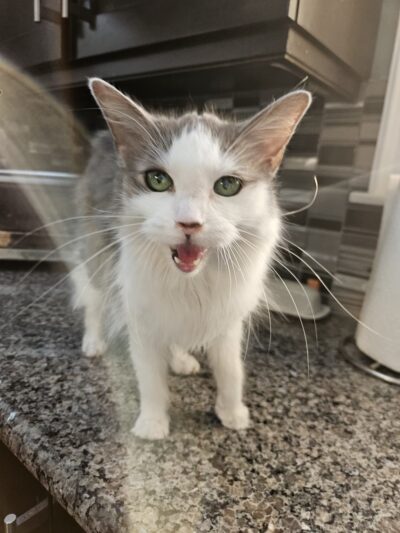 K9 Cookies Delco - ,