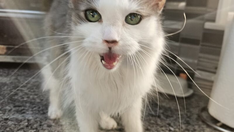 K9 Cookies Delco - ,