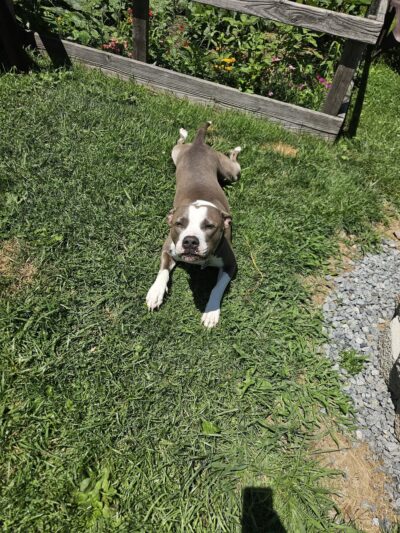 K9 Cookies Delco - ,