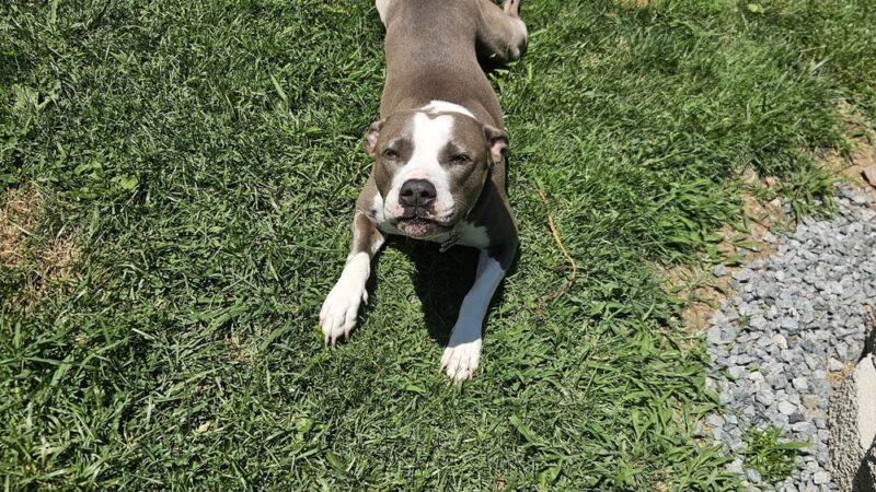 K9 Cookies Delco - ,