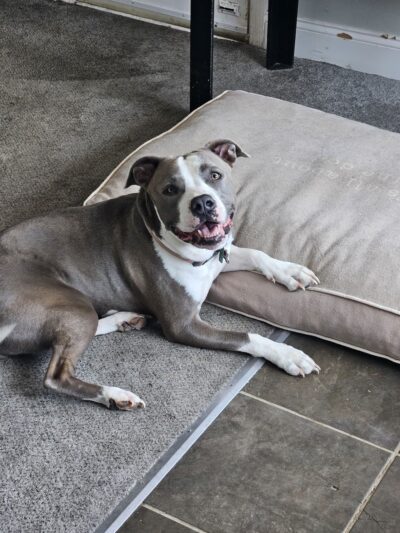 K9 Cookies Delco - ,