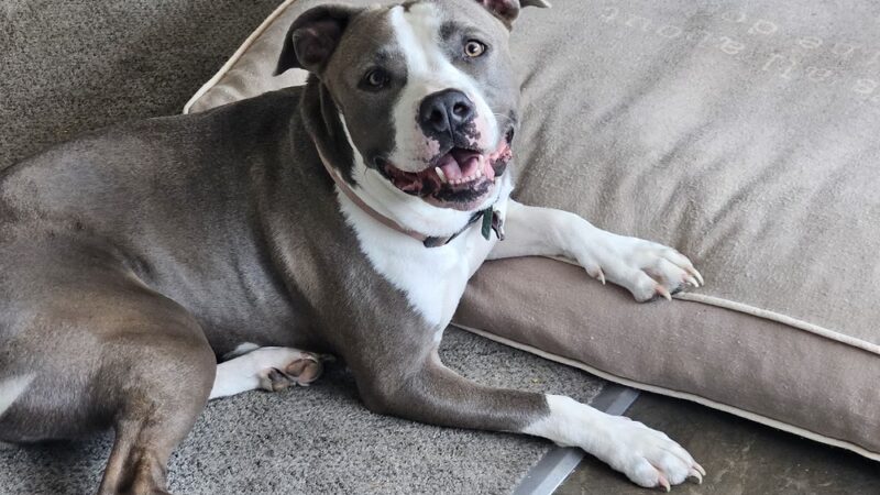 K9 Cookies Delco - ,