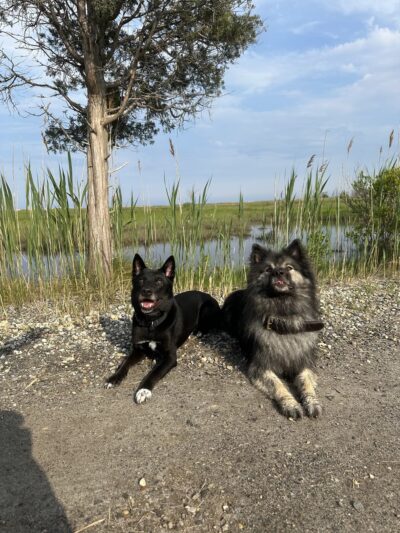 K9 Evolution LLC - ,