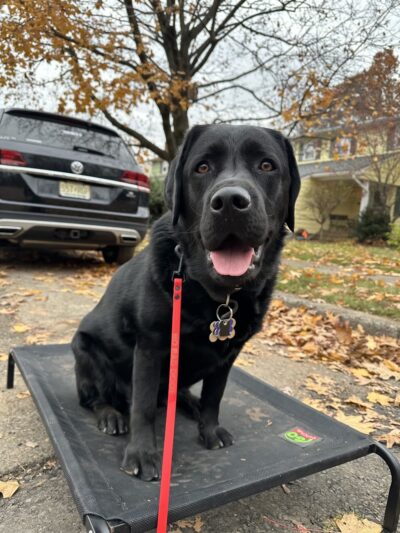 K9 Evolution LLC - ,