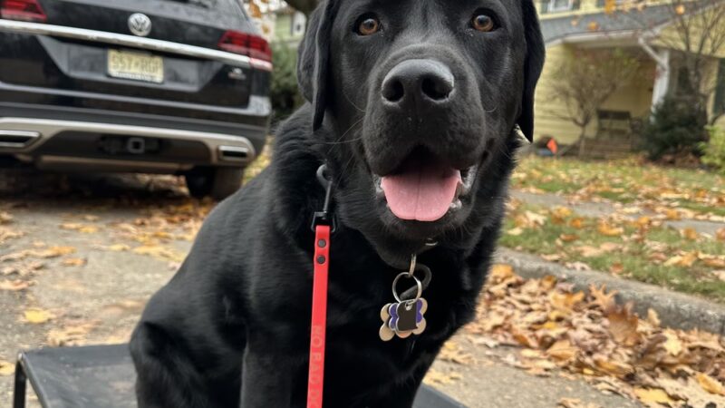 K9 Evolution LLC - ,