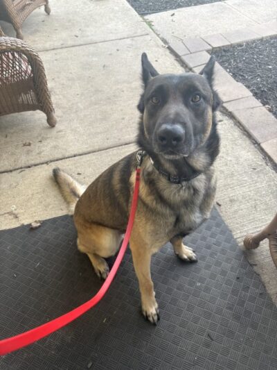 K9 Evolution LLC - ,