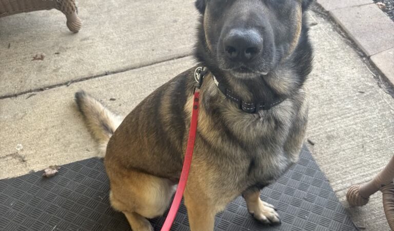 K9 Evolution LLC - ,