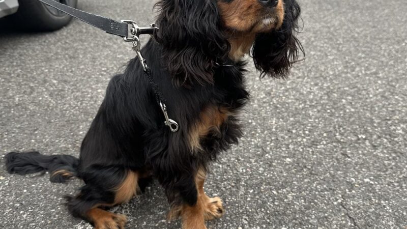 K9 Evolution LLC - ,