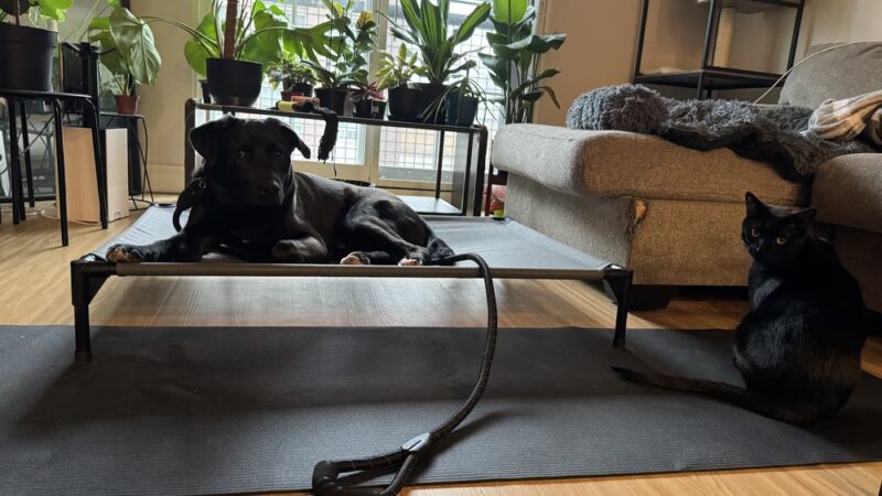 K9 Evolution LLC - ,