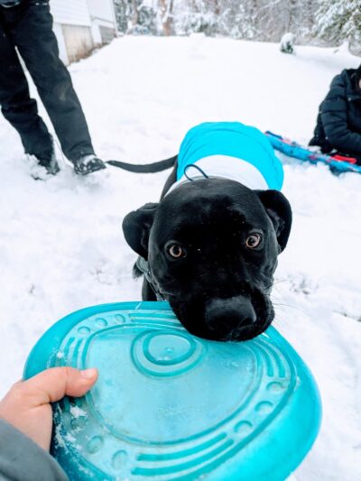 K9 Resilience Dog Training - ,