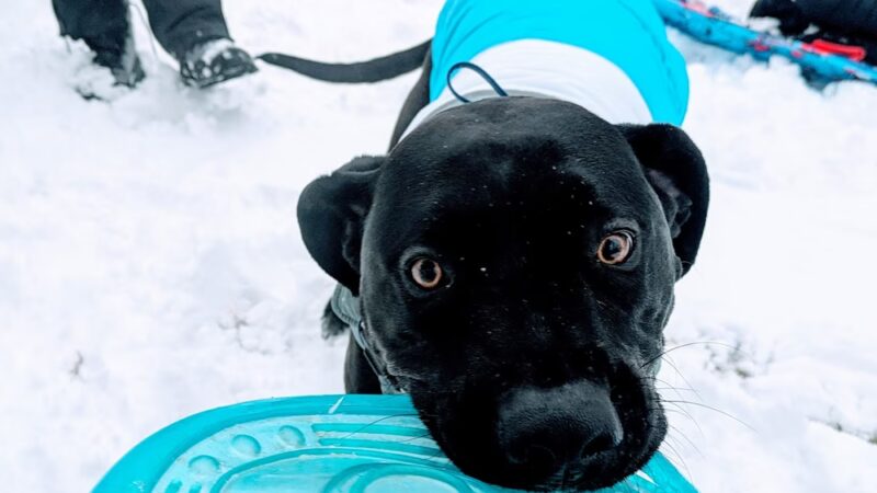 K9 Resilience Dog Training - ,
