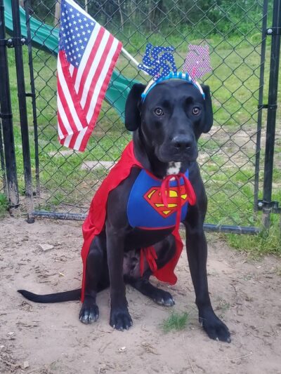 K9 Resilience Dog Training - ,