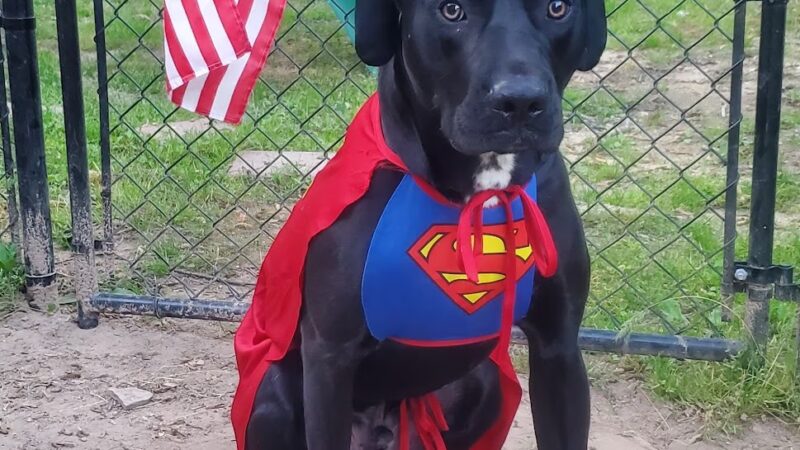 K9 Resilience Dog Training - ,