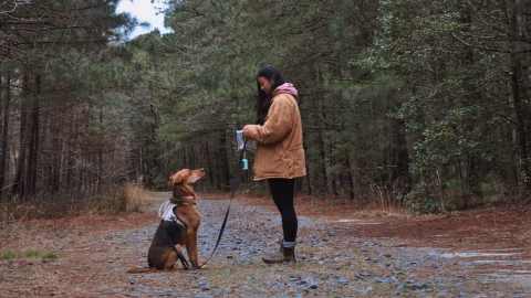 Kailey Walks Dogs - ,