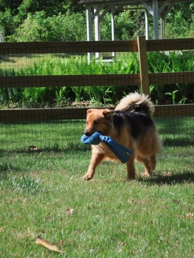 Kailey Walks Dogs - ,
