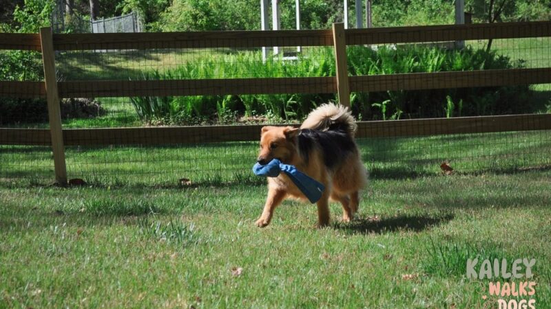 Kailey Walks Dogs - ,
