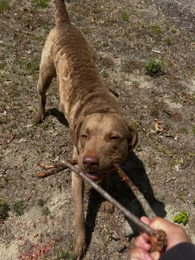 Kailey Walks Dogs - ,