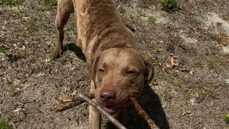 Kailey Walks Dogs - ,