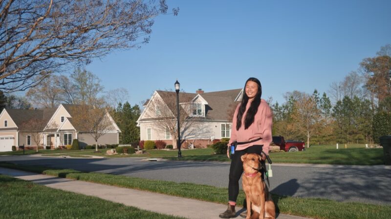 Kailey Walks Dogs - ,