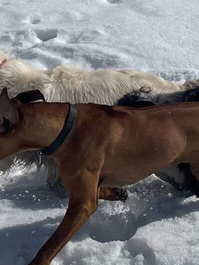 Park City Dog Center - Kamas, UT