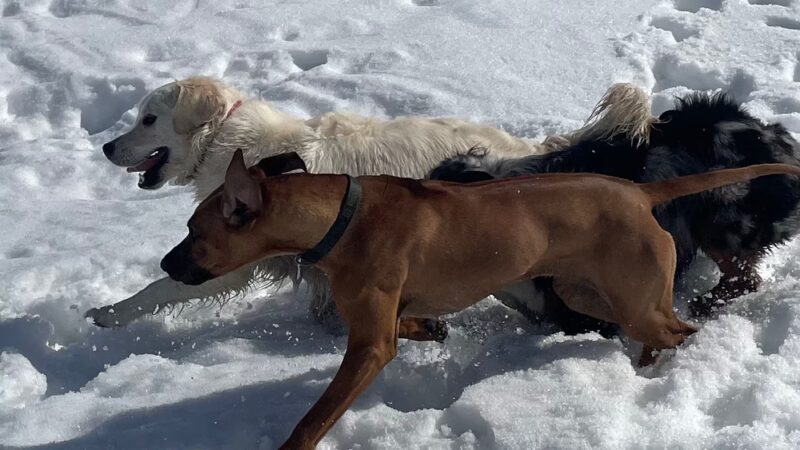 Park City Dog Center - Kamas, UT