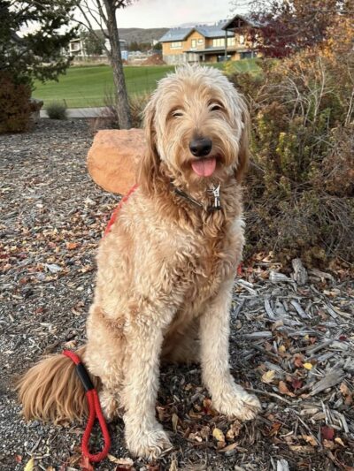 Park City Dog Center - Kamas, UT